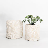 Planter Daisy White 11cm 